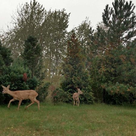 Ferienwohnung Am Kustenwald Trassenheide Εξωτερικό φωτογραφία